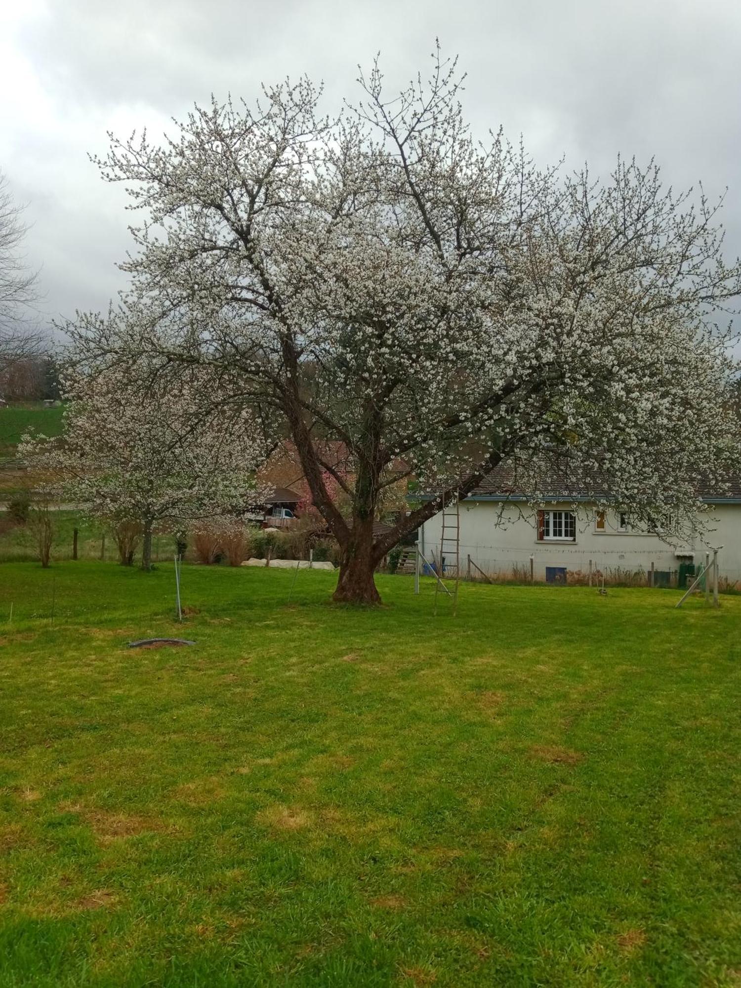 Cherry Blossom House Bujaleuf Bagian luar foto